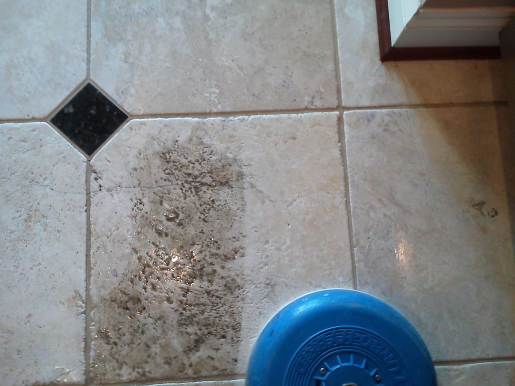 Pristine Tile Carpet Cleaning, Does Dog Urine Ruin Tile Floors